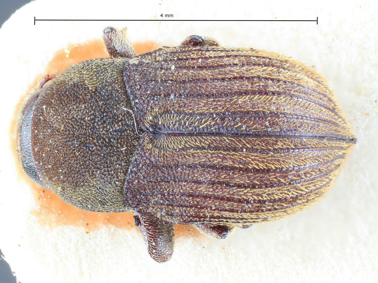 Genus / Species: Diamerus puncticollis | Image Author: TH Atkinson | Location: Phillipines, Luzon, Luzon, Rizal, Montalban | Image Type: lectotype | Collection: Entomology