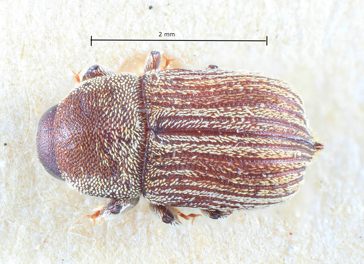 Genus / Species: Diamerus striatus | Image Author: TH Atkinson | Location: Phillipines, Mindoro, Mindoro, San Teodoro | Image Type: lectotype | Collection: Entomology