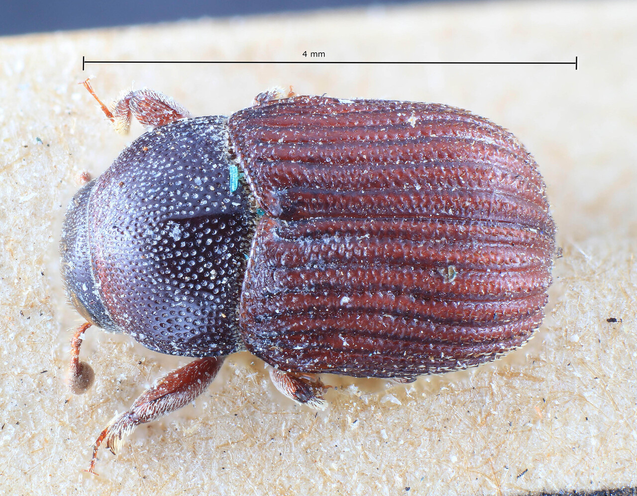 Genus / Species: Diamerus interstitialis | Image Author: TH Atkinson | Location: Australia, Queensland, Somerset | Image Type: lectotype | Collection: Entomology