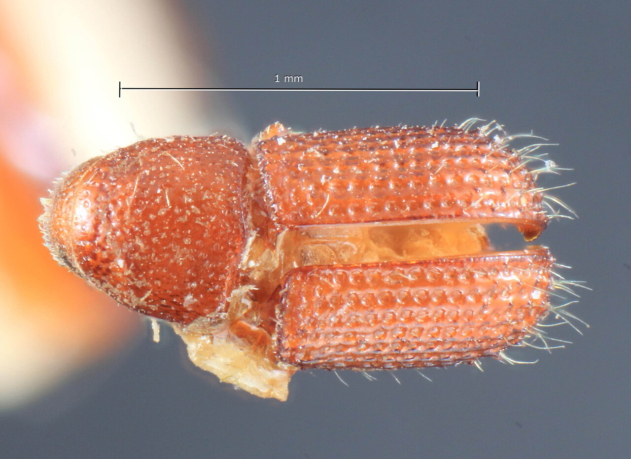 Genus / Species: Cladoctonus banosus | Image Author: TH Atkinson | Location: Phillipines, Luzon, Luzon, Los Baños | Image Type: lectotype | Collection: Entomology