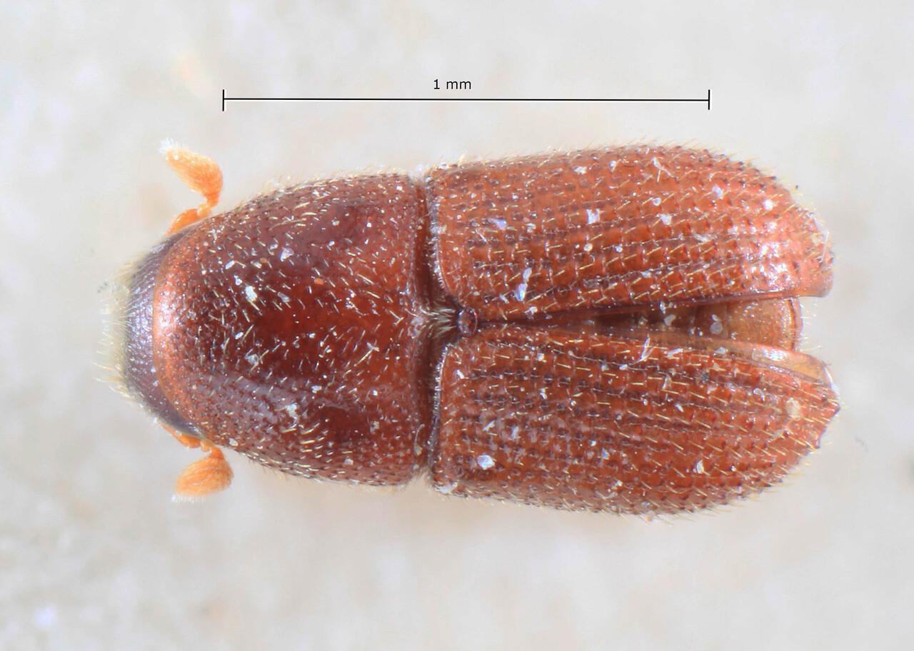 Genus / Species: Hyledius vilis | Image Author: TH Atkinson | Location: Indonesia, Sumatra, Wai Lima | Image Type: lectotype | Collection: Entomology