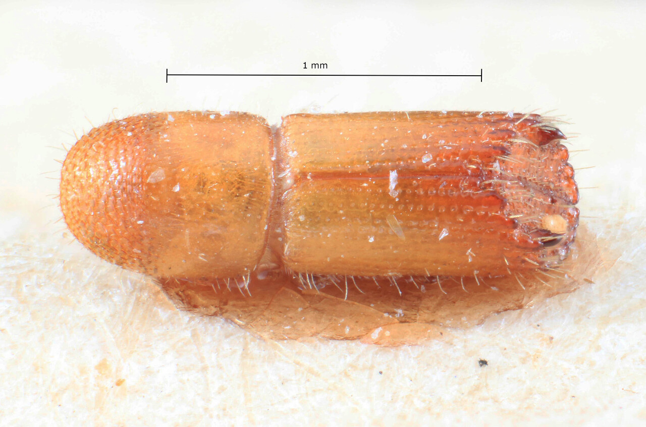 Genus / Species: Acanthotomicus bispinosus | Image Author: TH Atkinson | Location: Phillipines, Mindoro, Mindoro, Mangarin | Image Type: lectotype | Collection: Entomology