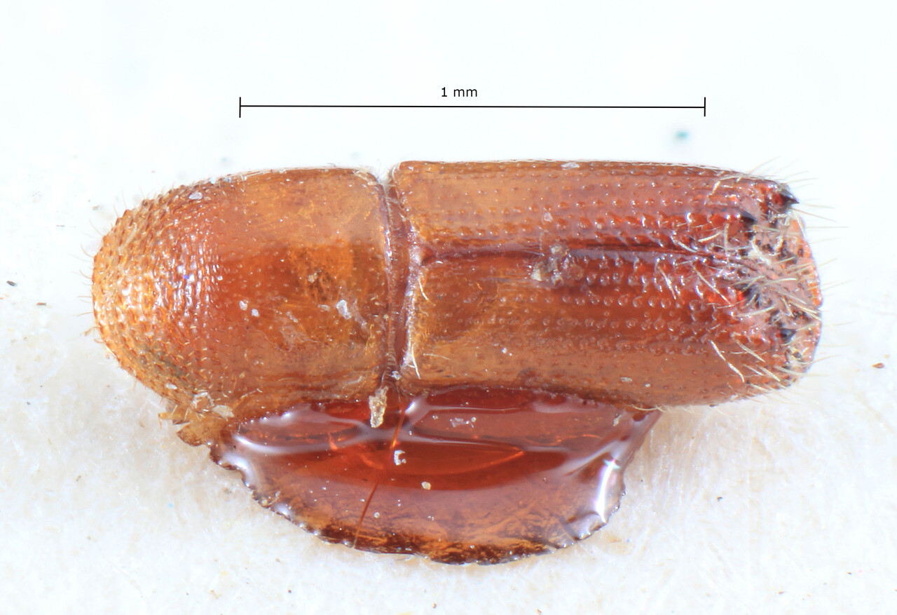 Genus / Species: Acanthotomicus perexiguus | Image Author: TH Atkinson | Location: Phillipines, Mindanao, Mindanao, Lanao, Momungan | Image Type: lectotype | Collection: Entomology