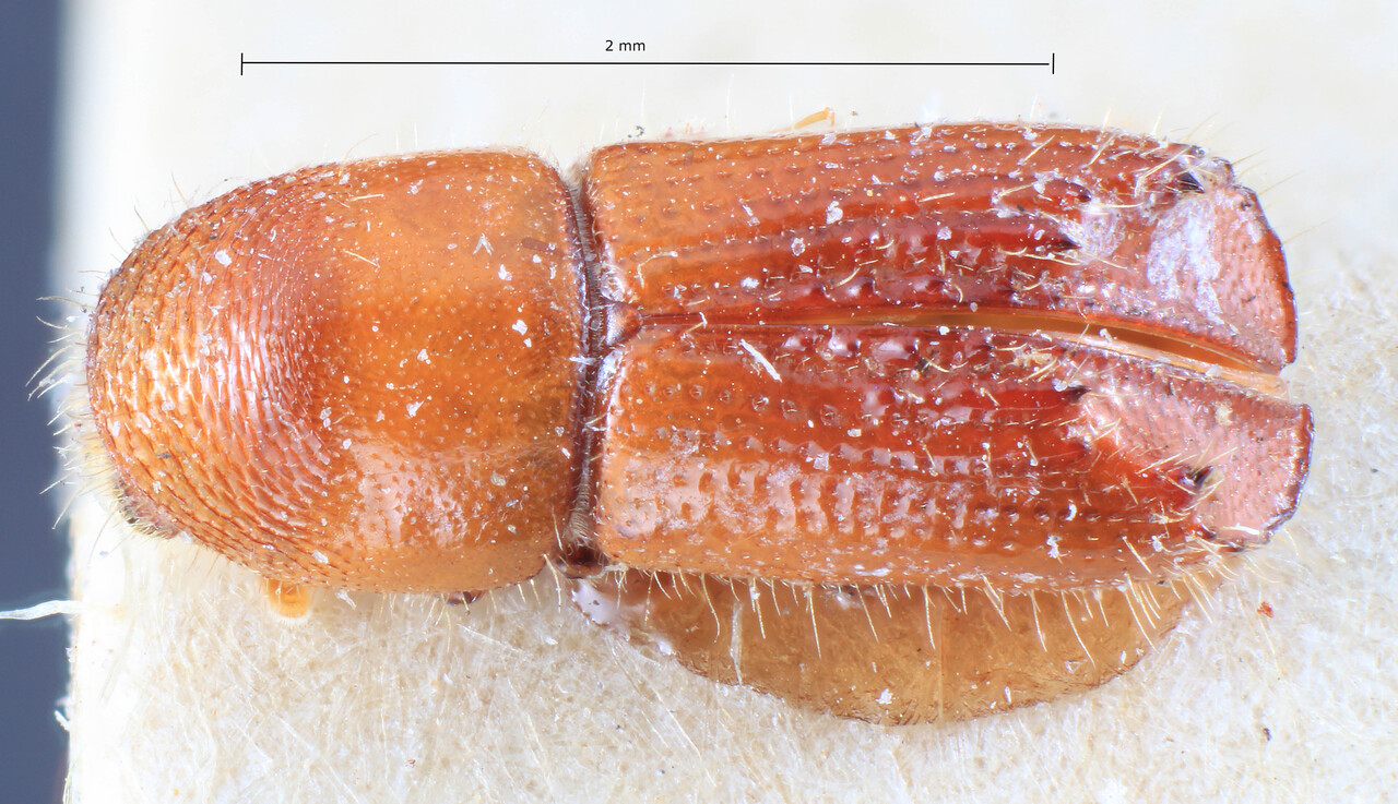 Genus / Species: Acanthotomicus tuberculatus | Image Author: TH Atkinson | Location: Phillipines, Mindoro, Mindoro, Mangarin | Image Type: lectotype | Collection: Entomology