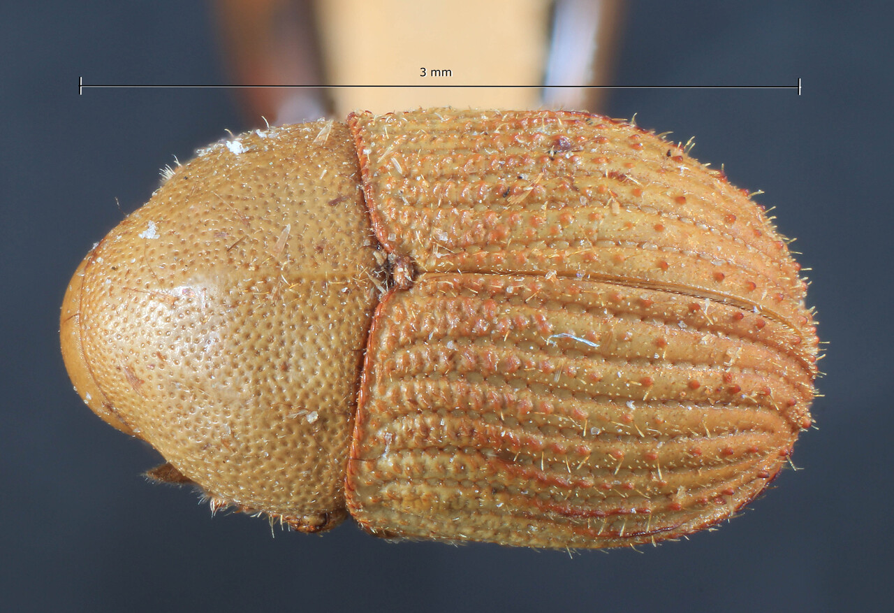 Genus / Species: Hyledius imitans | Image Author: TH Atkinson | Location: Phillipines, Mindanao, Mindanao, Lanao, Kolambugan | Image Type: lectotype | Collection: Entomology