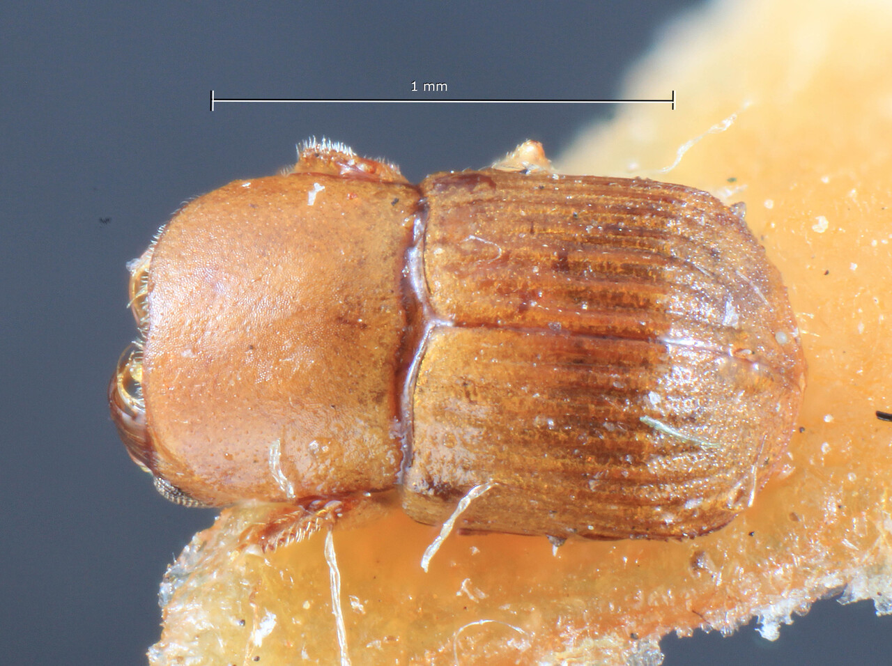 Genus / Species: Scolytoplatypus pusillus | Image Author: TH Atkinson | Location: Phillipines, Luzon, Luzon, Baguio | Image Type: holotype | Collection: Entomology