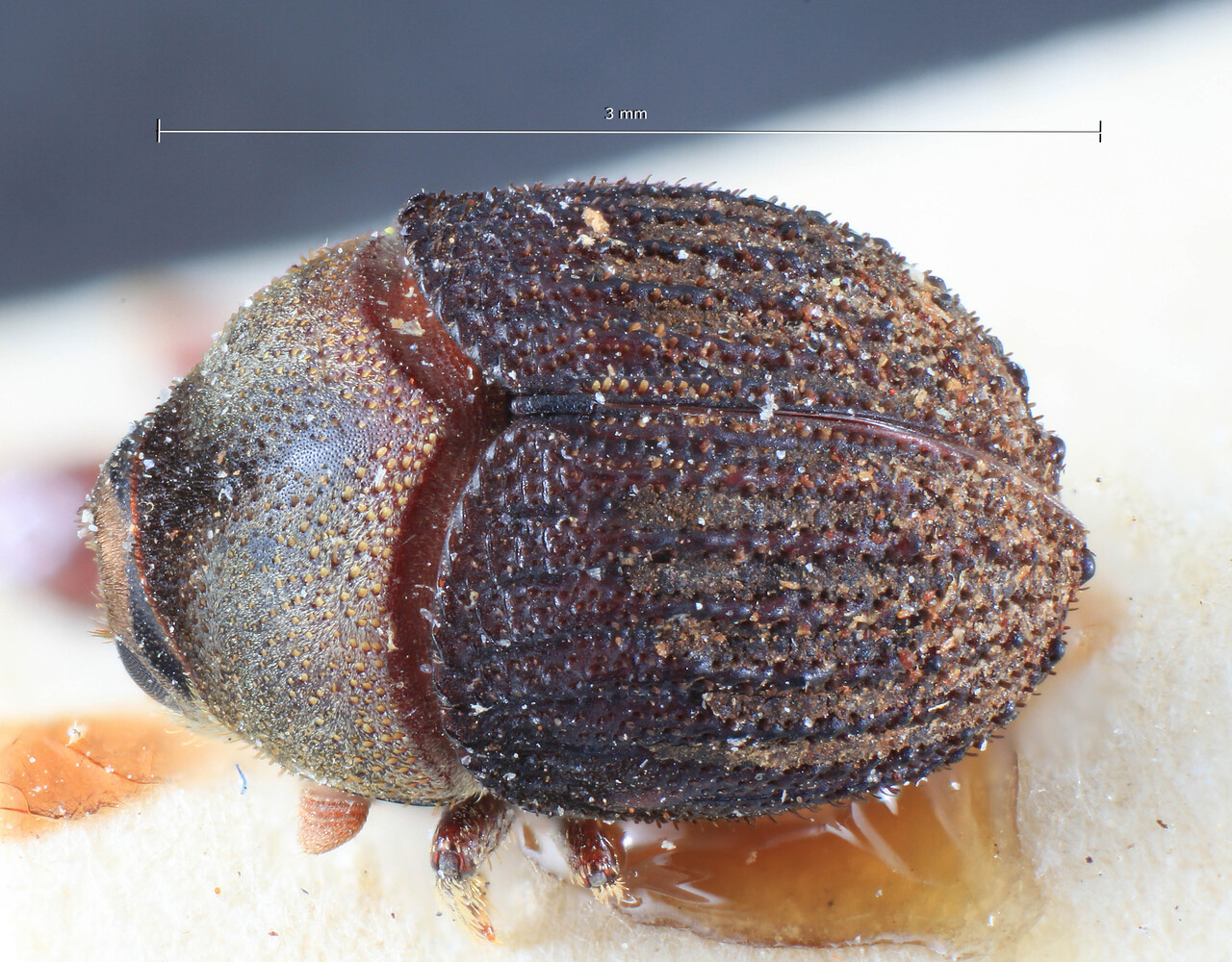 Genus / Species: Sphaerotrypes bangensis | Image Author: TH Atkinson | Location: Phillipines, Mindanao, Mindanao, Zamboanga, Port Bandga | Image Type: lectotype | Collection: Entomology