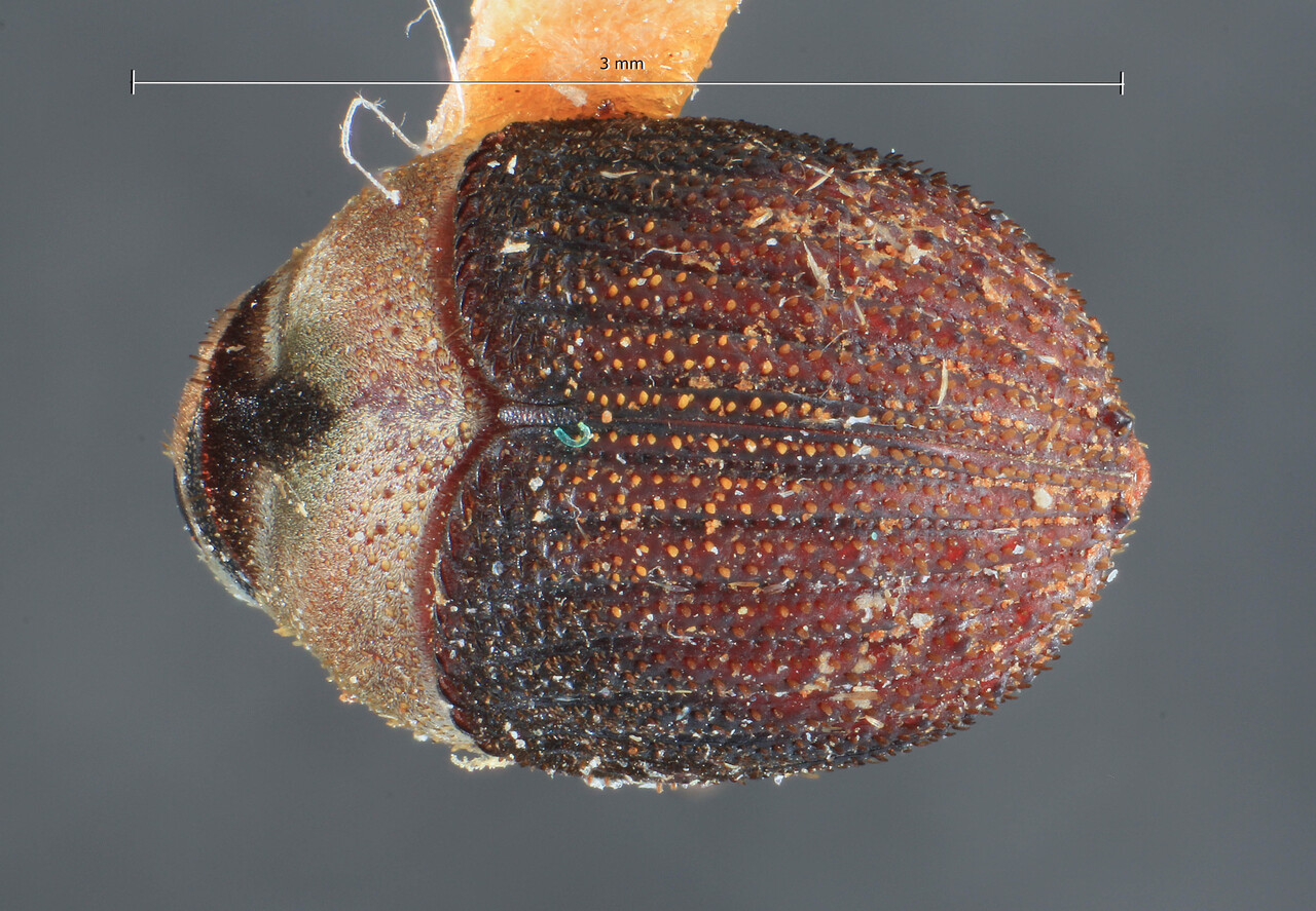 Genus / Species: Sphaerotrypes bicolor | Image Author: TH Atkinson | Location: Malaysia, Sabah, Sandakan | Image Type: holotype | Collection: Entomology