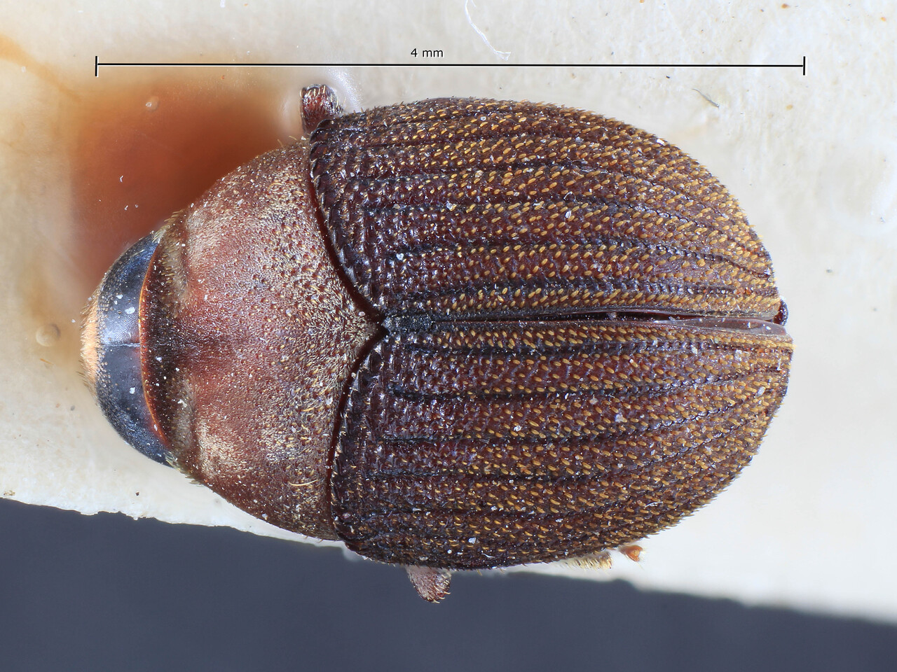 Genus / Species: Sphaerotrypes boettcheri | Image Author: TH Atkinson | Location: Phillipines, Mindoro, Mindoro, Suban | Image Type: holotype | Collection: Entomology