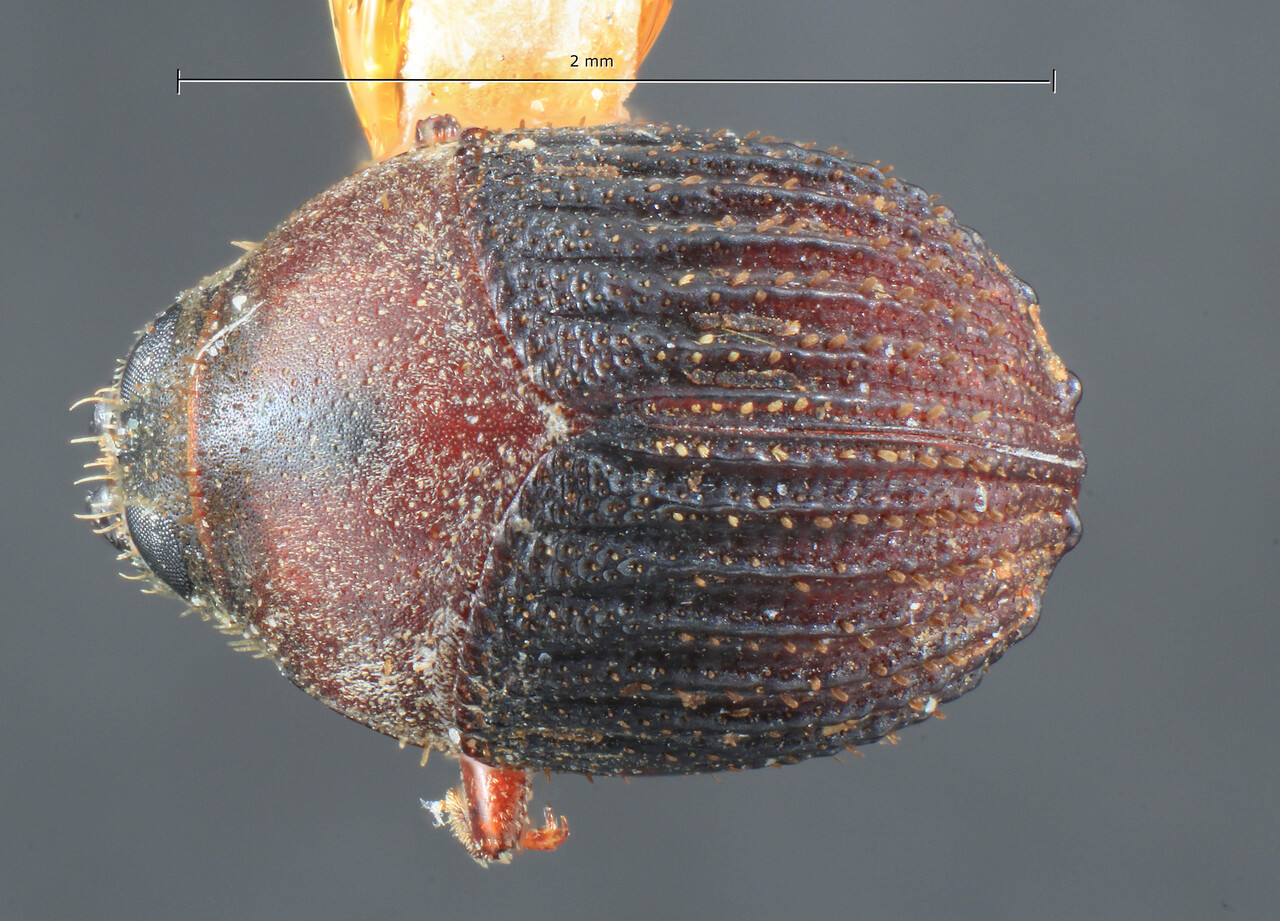 Genus / Species: Sphaerotrypes carinatus | Image Author: TH Atkinson | Location: Indonesia, Kalimantan, Sandakan | Image Type: holotype | Collection: Entomology