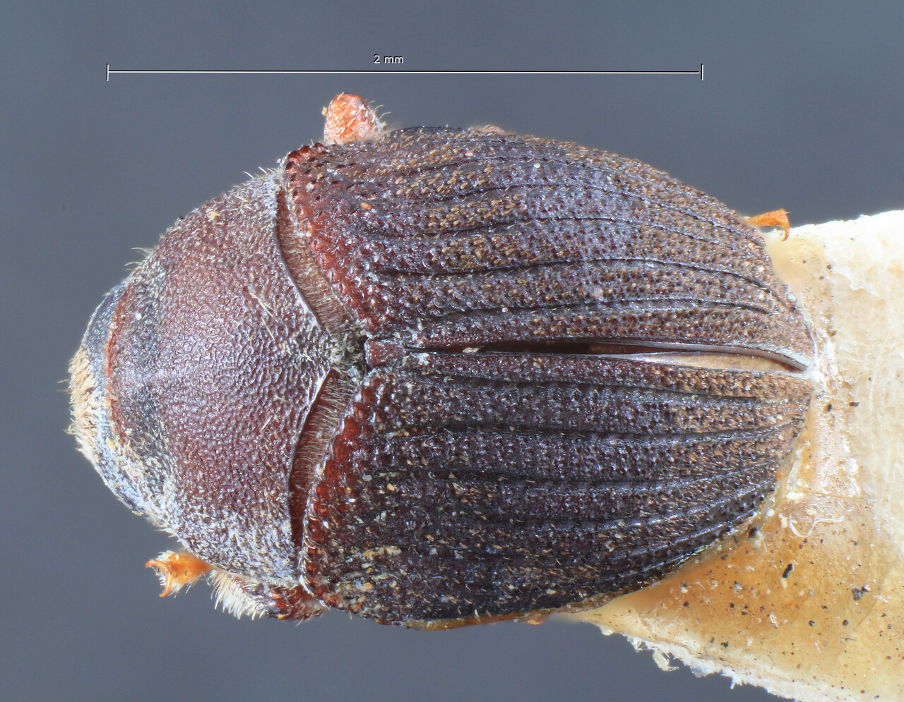 Genus / Species: Sphaerotrypes carpini | Image Author: TH Atkinson | Location: Japan, Hokkaido, Sapporo | Image Type: lectotype | Collection: Entomology