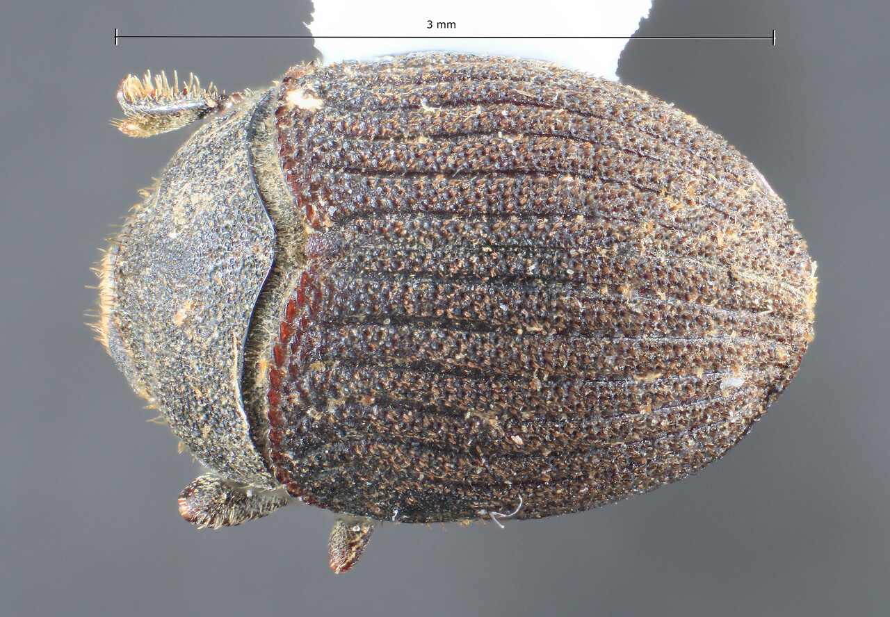 Genus / Species: Sphaerotrypes pila | Image Author: TH Atkinson | Location: Japan, 'Takaoberg bei Hachioji' | Image Type: lectotype | Collection: Entomology