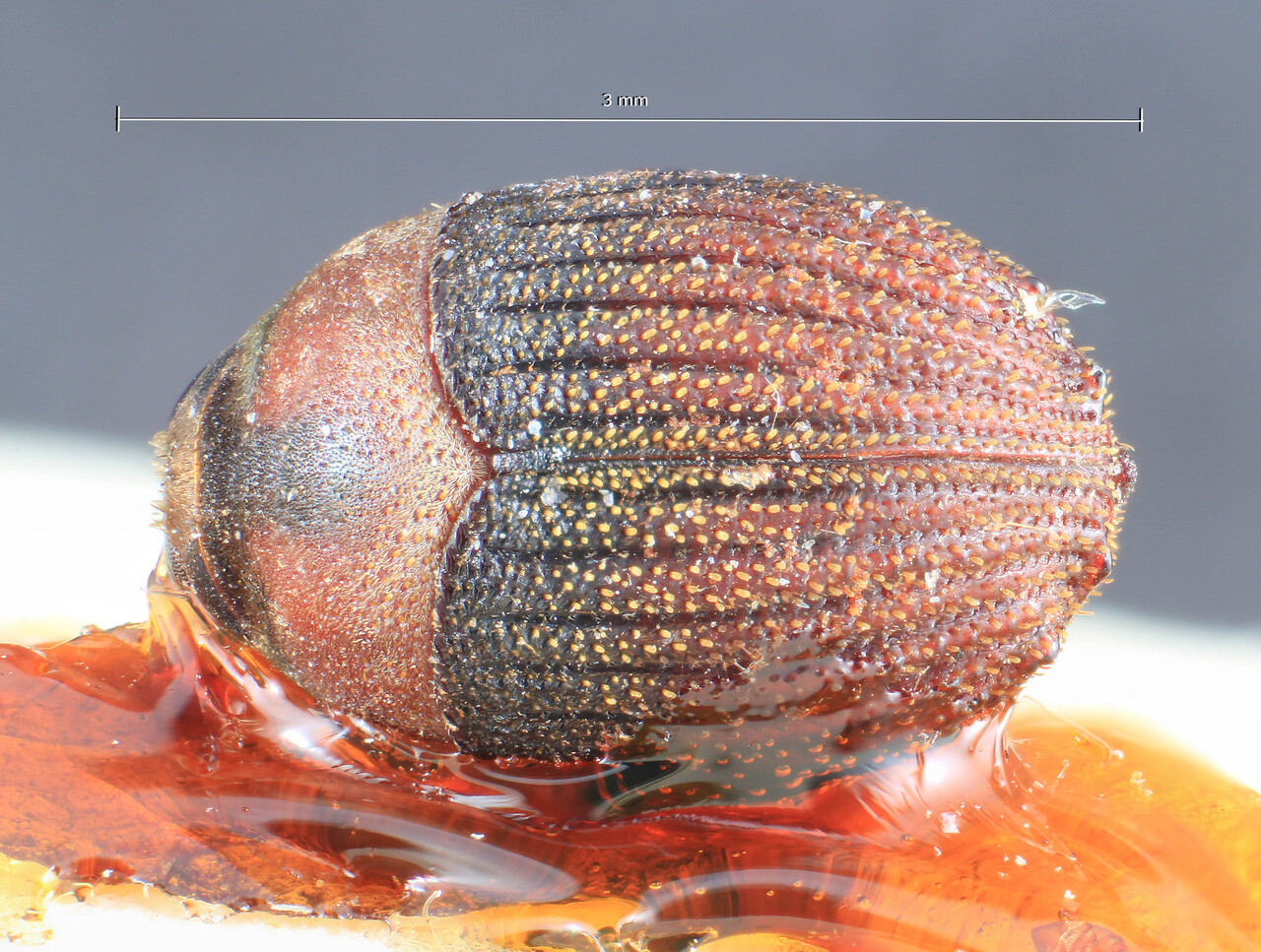 Genus / Species: Sphaerotrypes insularis | Image Author: TH Atkinson | Location: Phillipines, Mindanao, Mindanao, Lanao, Kolambugan | Image Type: holotype | Collection: Entomology