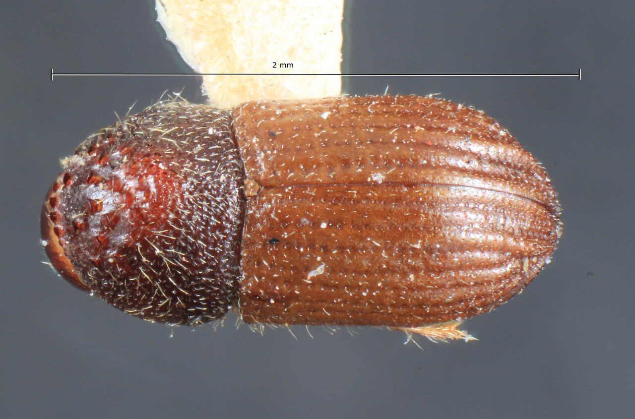 Genus / Species: Hypothenemus glabripennis | Image Author: TH Atkinson | Location: Phillipines, Angat | Image Type: holotype | Collection: Entomology