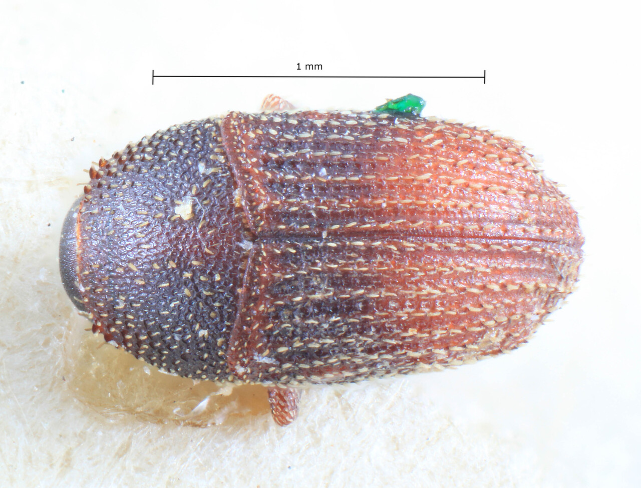 Genus / Species: Strombophorus granulifer | Image Author: TH Atkinson | Location: Zaire, Mayumbe, Pulu Banzi | Image Type: holotype | Collection: Entomology