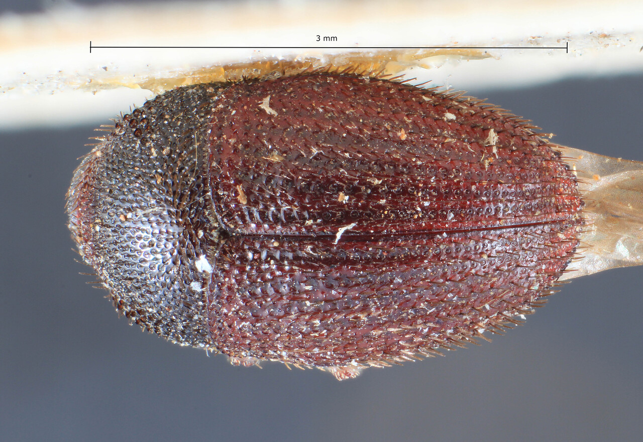 Genus / Species: Strombophorus intermedius | Image Author: TH Atkinson | Location: Cameroon, Cameroon (country / region) | Image Type: holotype | Collection: Entomology