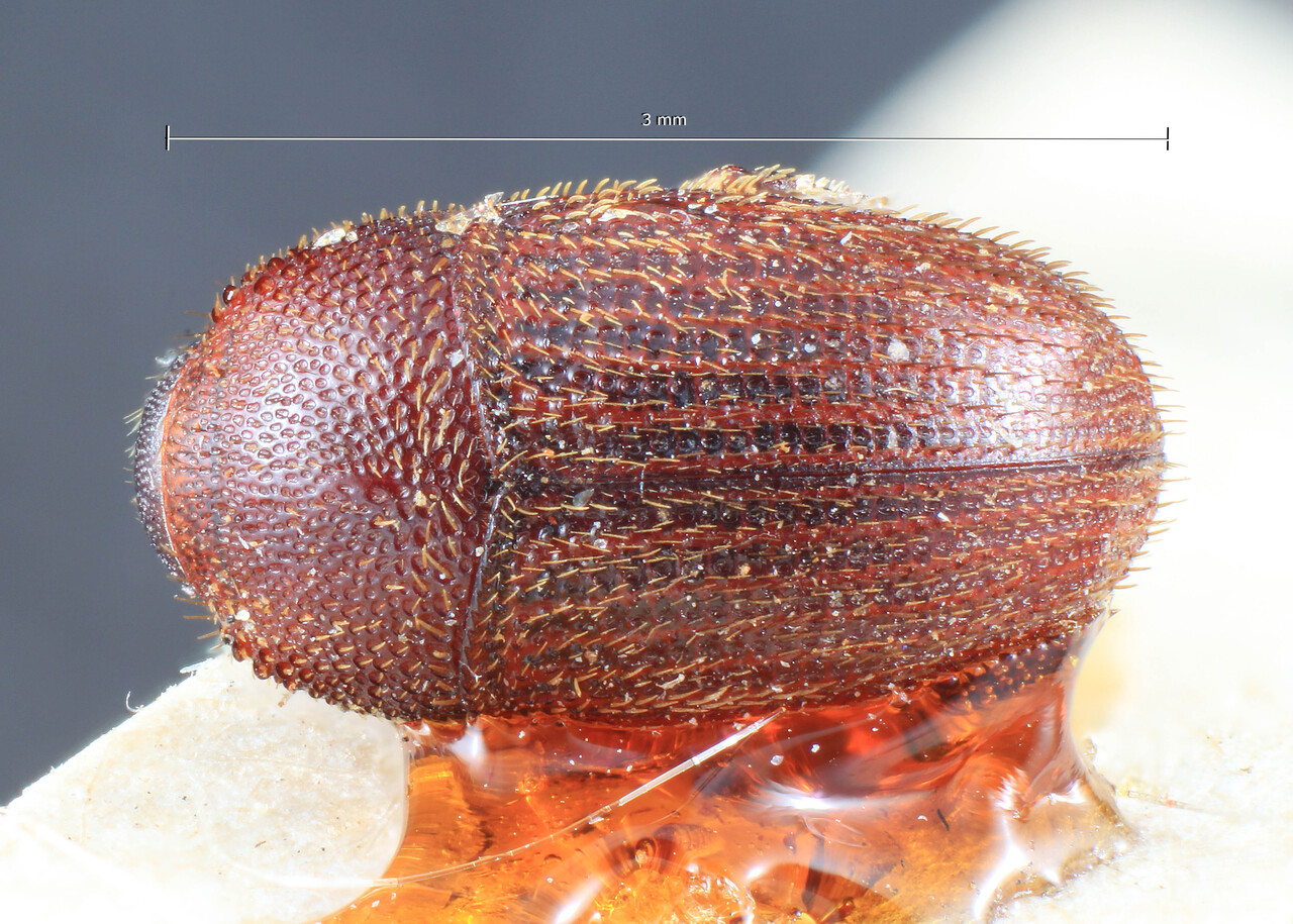 Genus / Species: Strombophorus laevis | Image Author: TH Atkinson | Location: Cameroon, Cameroon (country / region) | Image Type: holotype | Collection: Entomology