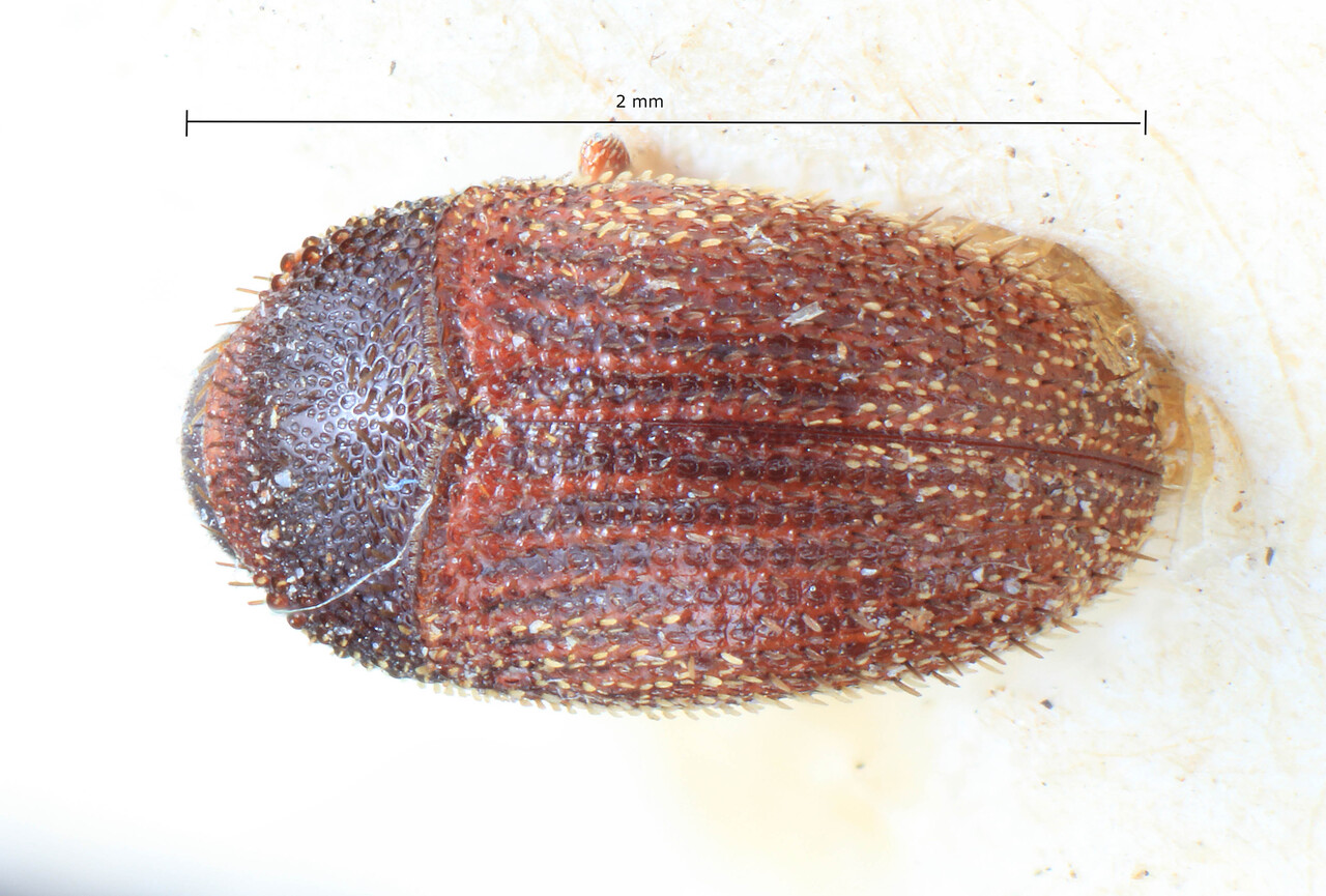 Genus / Species: Strombophorus minor | Image Author: TH Atkinson | Location: Cameroon, Cameroon (country / region) | Image Type: holotype | Collection: Entomology
