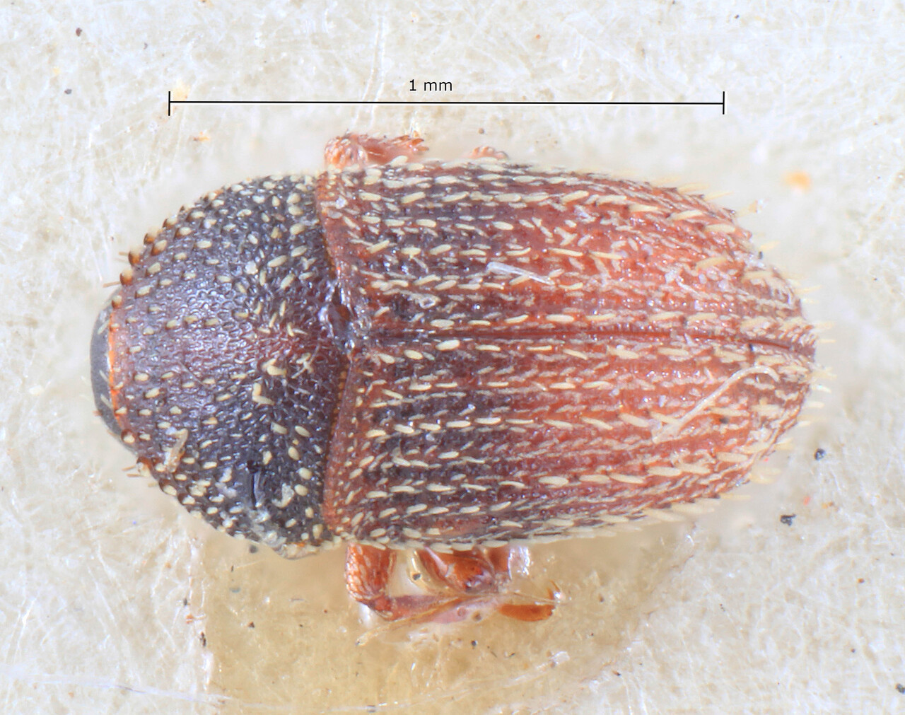 Genus / Species: Strombophorus pusillus | Image Author: TH Atkinson | Location: Zaire, Mayumbe: Pulu, Banzi | Image Type: holotype | Collection: Entomology