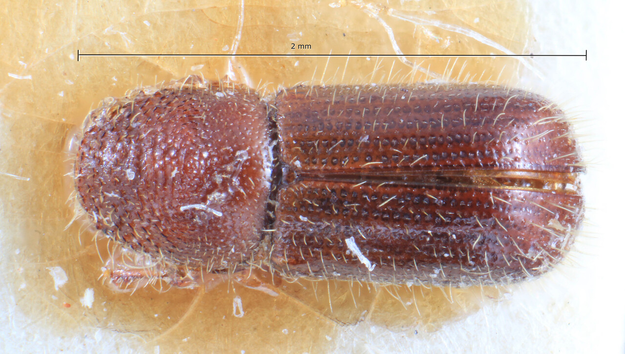 Genus / Species: Taphrorychus villifrons | Image Author: TH Atkinson | Location: Turkey, Sinop, Ayancyk | Image Type: lectotype | Collection: Entomology