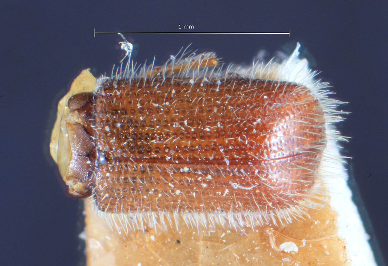 Genus / Species: Taphrorychus siculus | Image Author: TH Atkinson | Location: Italy, Sicily, Madonie | Image Type: lectotype | Collection: Entomology