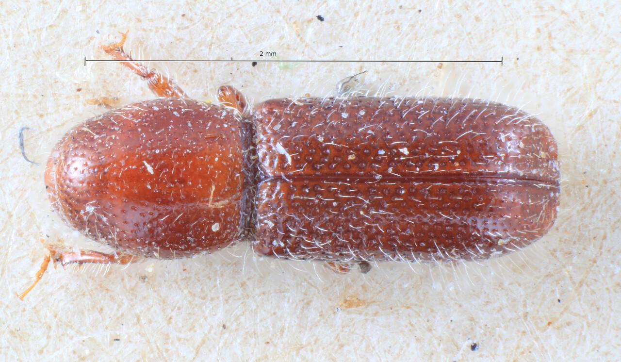 Genus / Species: Thamnurgus characiae | Image Author: TH Atkinson | Location: Italy, Sardinia, Asuni | Image Type: lectotype | Collection: Entomology