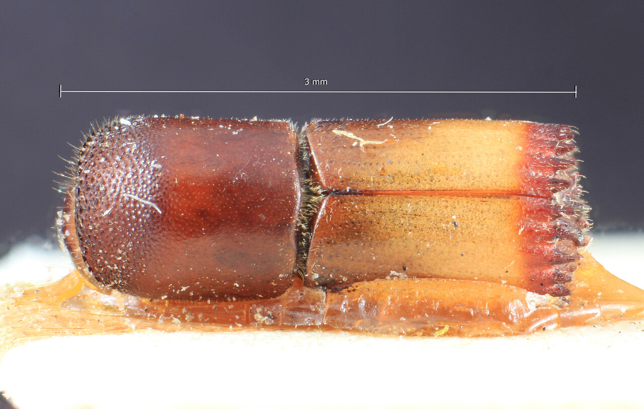 Genus / Species: Webbia trigintispinata | Image Author: TH Atkinson | Location: Phillipines, Mindanao, Mindanao, Lanao, Kolambugan | Image Type: holotype | Collection: Entomology