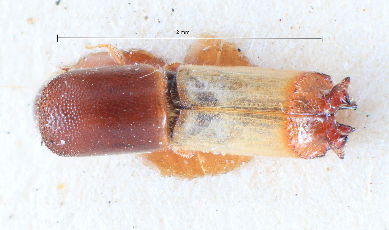 Genus / Species: Webbia platypoides | Image Author: TH Atkinson | Location: Phillipines, Mindanao, Mindanao, Zamboagna, Port Banga | Image Type: lectotype | Collection: Entomology