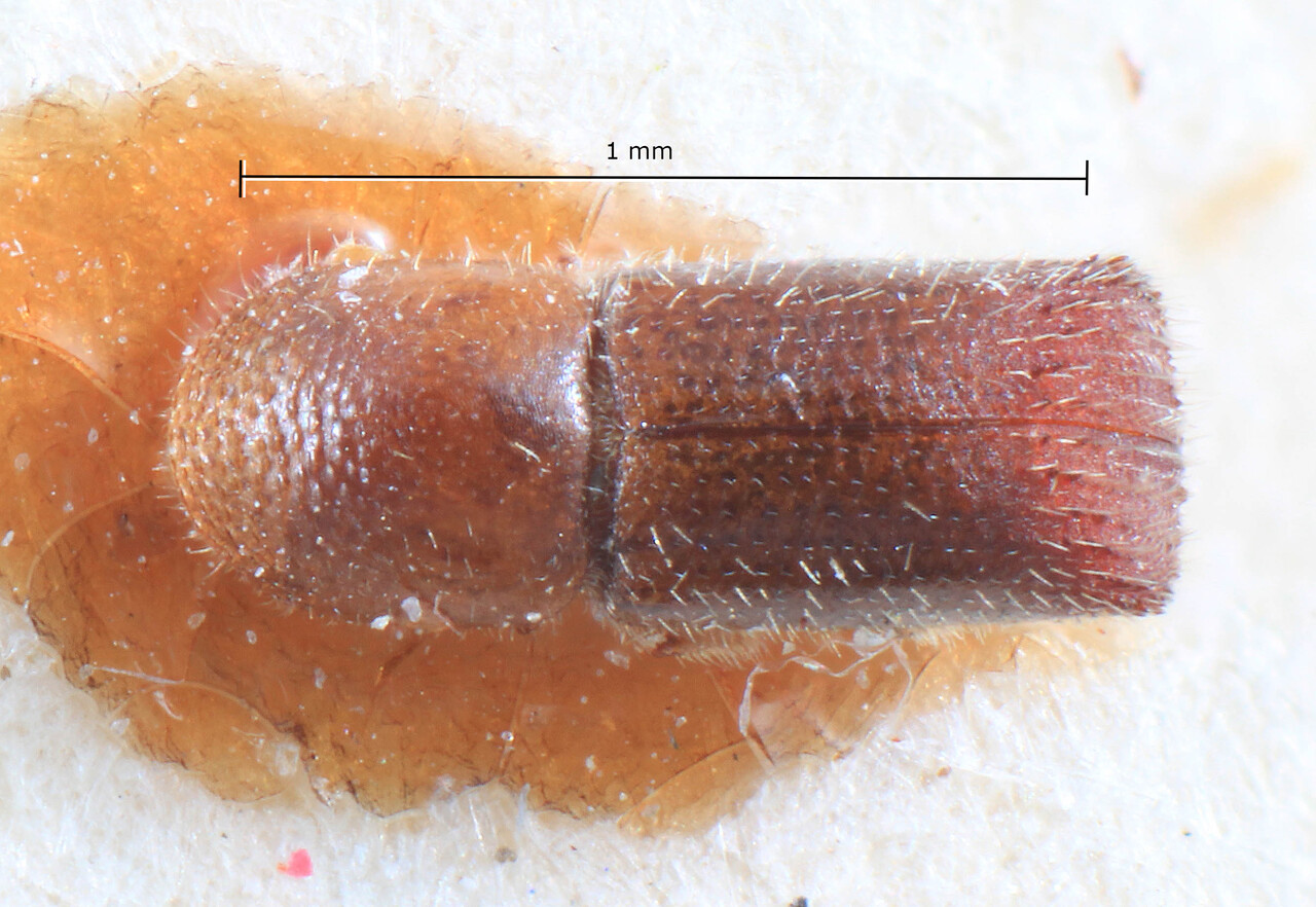 Genus / Species: Microperus pusillus | Image Author: TH Atkinson | Location: Phillipines, Luzon, Luzon, Mountain, Balbalan | Image Type: lectotype | Collection: Entomology