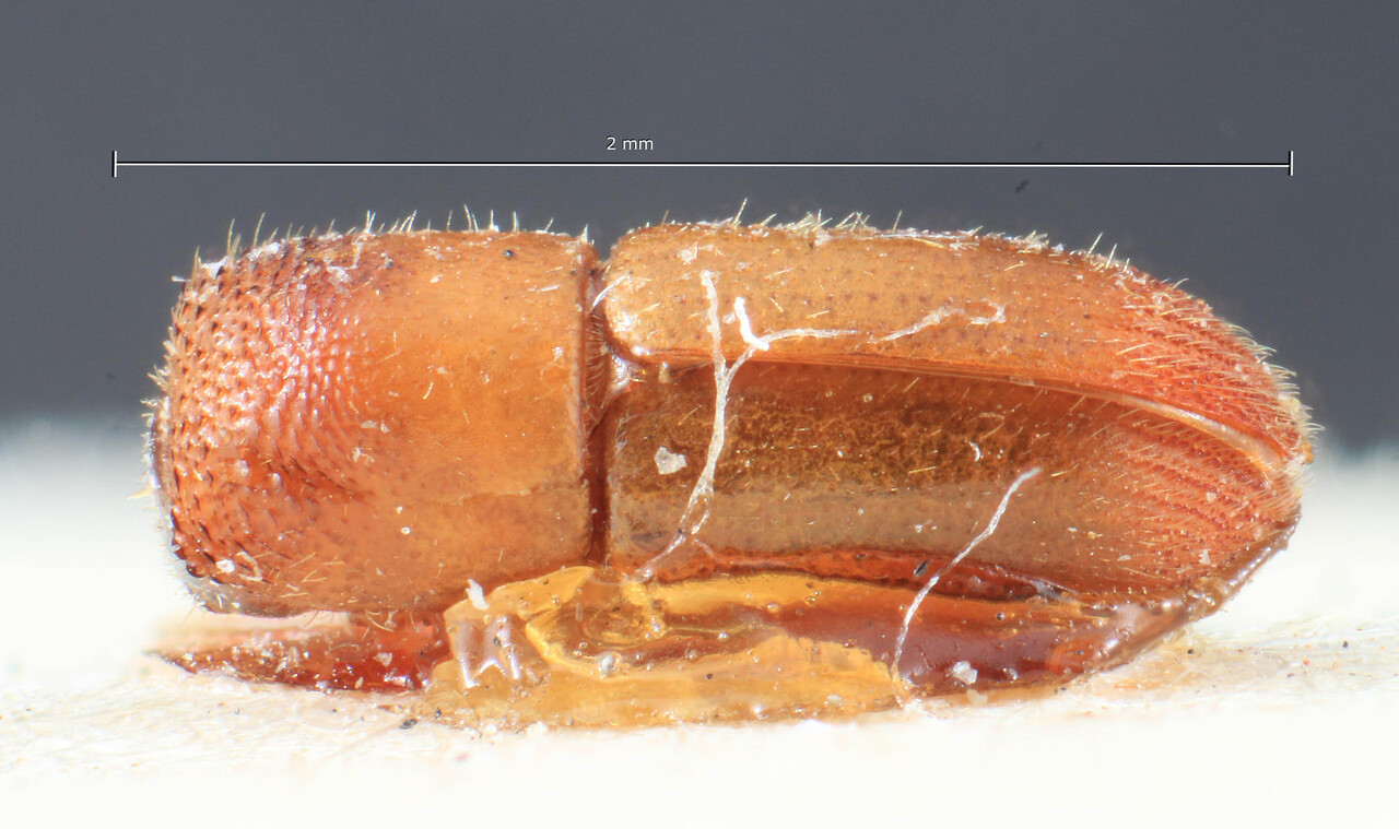 Genus / Species: Eggersanthus sublaevis | Image Author: TH Atkinson | Location: Phillipines, Mindanao, Mindanao, Surigao, Surigao | Image Type: holotype | Collection: Entomology