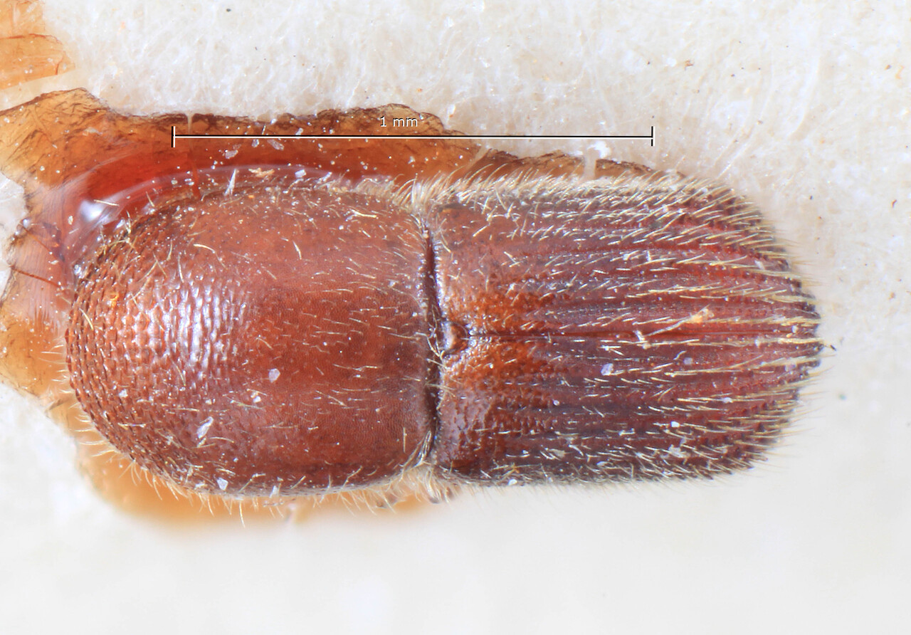 Genus / Species: Arixyleborus imitator | Image Author: TH Atkinson | Location: Phillipines, Masbate, Aroroy | Image Type: holotype | Collection: Entomology