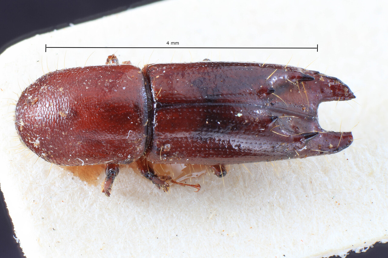 Genus / Species: Debus amphicranoides | Image Author: TH Atkinson | Location: Phillipines, Luzon, Luzon, Los Baños | Image Type: lectotype | Collection: Entomology