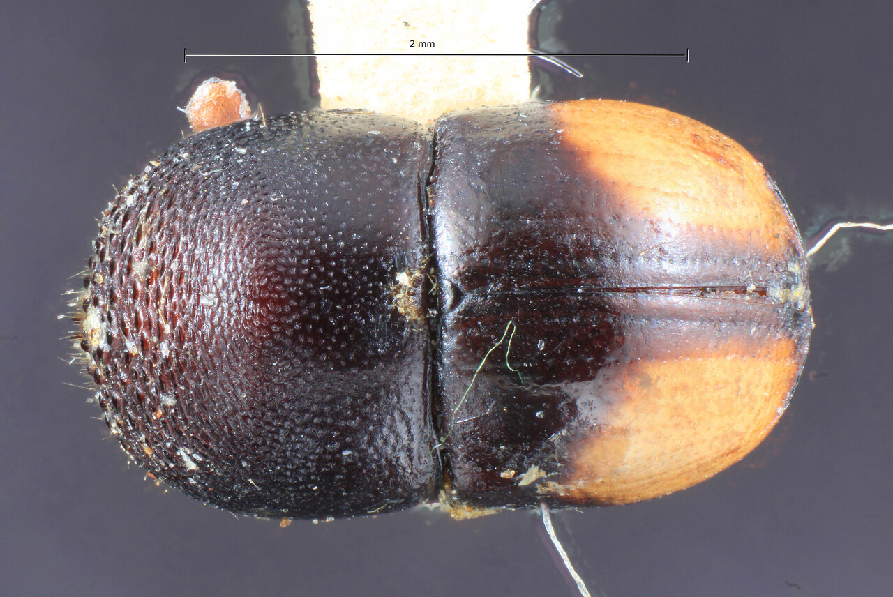 Genus / Species: Cnestus bimaculatus | Image Author: TH Atkinson | Location: Phillipines, Mindanao, Mindanao, Lamao, Iligan | Image Type: holotype | Collection: Entomology