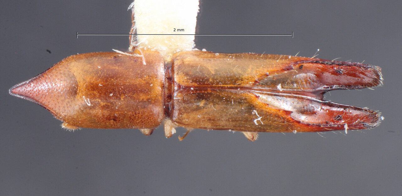 Genus / Species: Amphicranus dohrni | Image Author: TH Atkinson | Location: Brazil, Santa Catarina, Nova Teutonia | Collection: Entomology