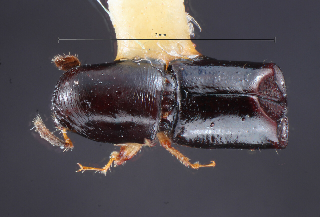 Genus / Species: Amphicranus grouvellei | Image Author: TH Atkinson | Location: Colombia, Valle del Cauca, Caicedonia (nr. Sevilla) | Collection: Entomology