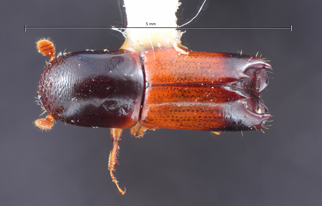 Genus / Species: Amphicranus melanurus | Image Author: TH Atkinson | Location: Costa Rica, Cartago, Tapanti | Collection: Entomology