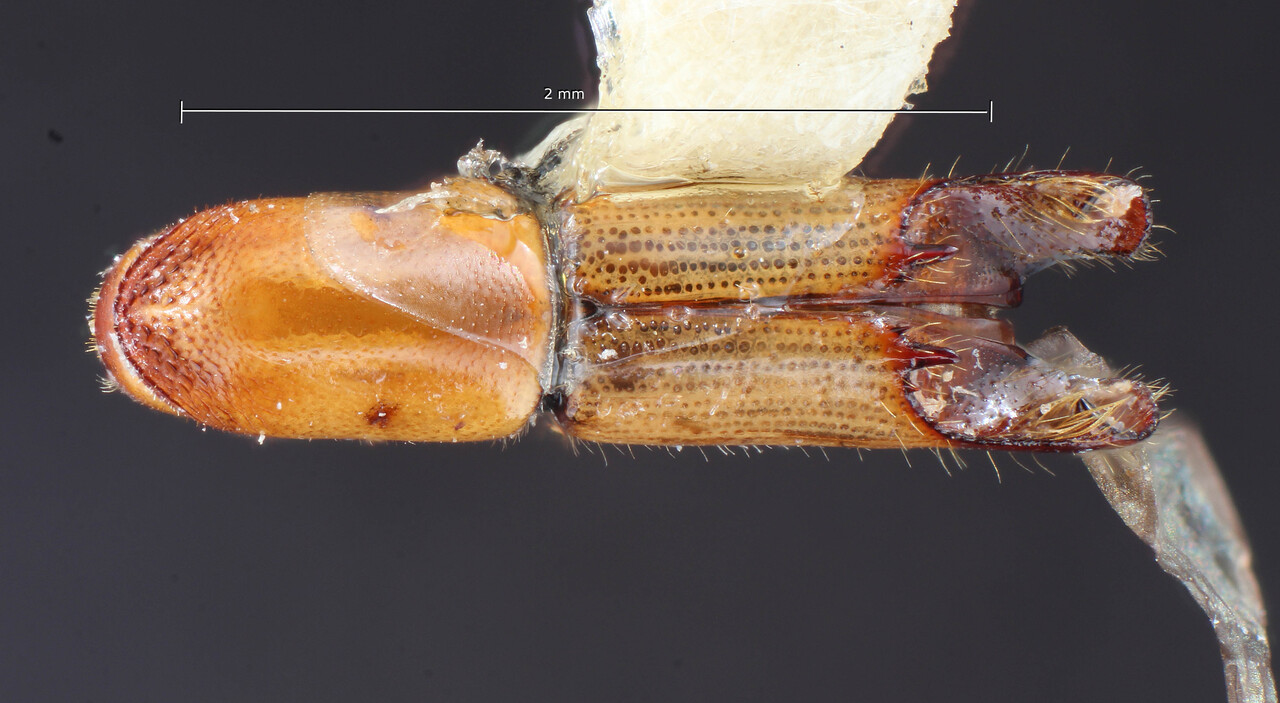 Genus / Species: Amphicranus filiformis | Image Author: TH Atkinson | Location: México, Guerrero, Palo Blanco | Collection: Entomology