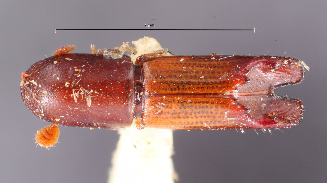 Genus / Species: Amphicranus rasilis | Image Author: TH Atkinson | Location: Brazil, Santa Catarina, Nova Teutonia | Collection: Entomology