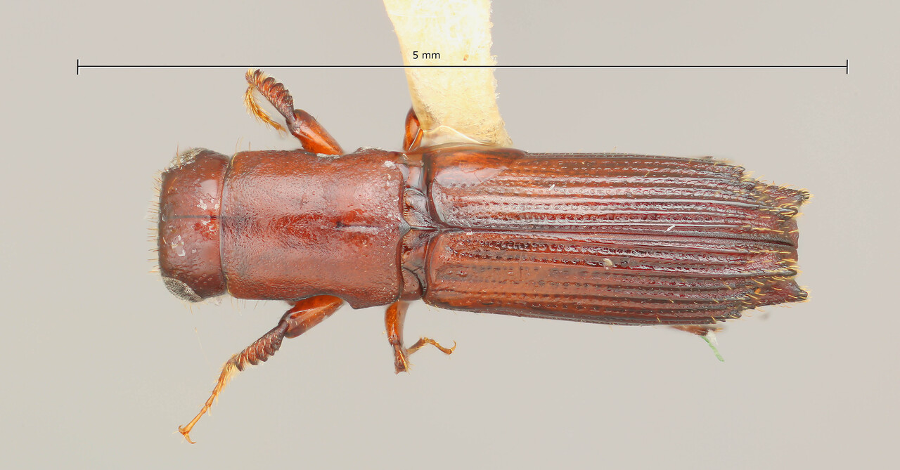 Genus / Species: Oxoplatypus quadridentatus | Image Author: TH Atkinson | Location: United States, Oklahoma, Red Oak, 5 mi W | Collection: Entomology