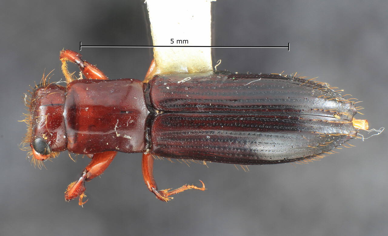 Genus / Species: Euplatypus coronatus | Image Author: TH Atkinson | Location: Costa Rica, Cartago, Volcán Irazú | Collection: Entomology