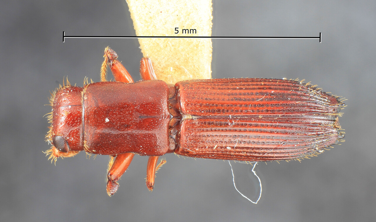 Genus / Species: Megaplatypus decorus | Image Author: TH Atkinson | Location: Guyana, Bartica Triangle | Collection: Entomology