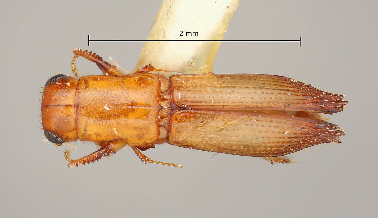 Genus / Species: Euplatypus minusculus | Image Author: TH Atkinson | Location: Costa Rica, Puntarenas, Finca Gromaco on Rio Coto Brus | Collection: Entomology