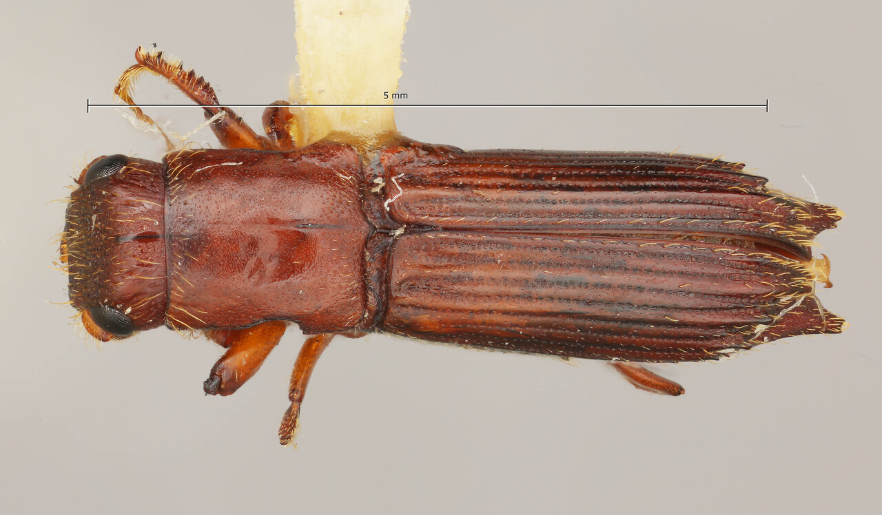 Genus / Species: Euplatypus otiosus | Image Author: TH Atkinson | Location: México, Durango, El Salto, 3 mi (5 km) W | Collection: Entomology