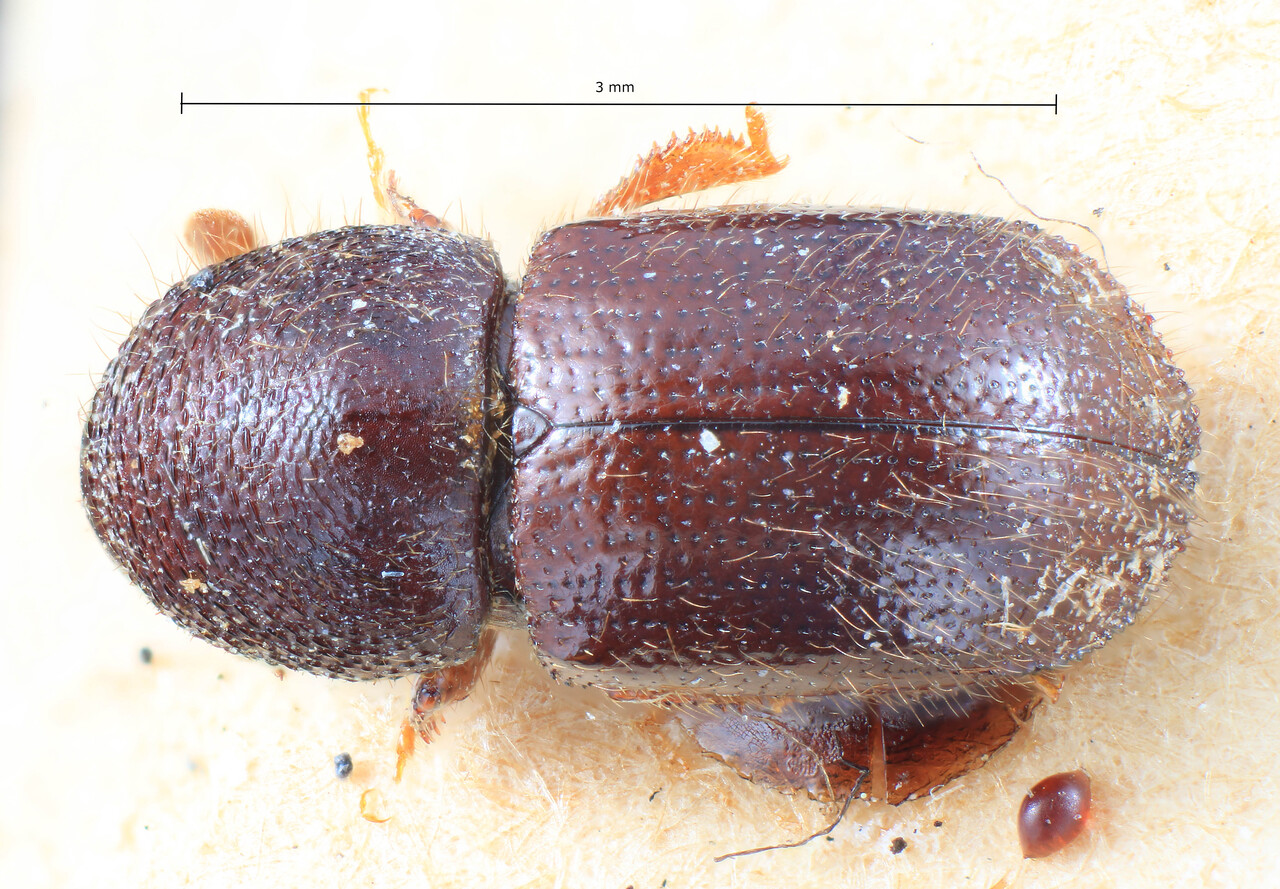Genus / Species: Anisandrus cornutus | Image Author: TH Atkinson | Location: Madagascar, Madagascar (country / region) | Image Type: lectotype | Collection: Entomology