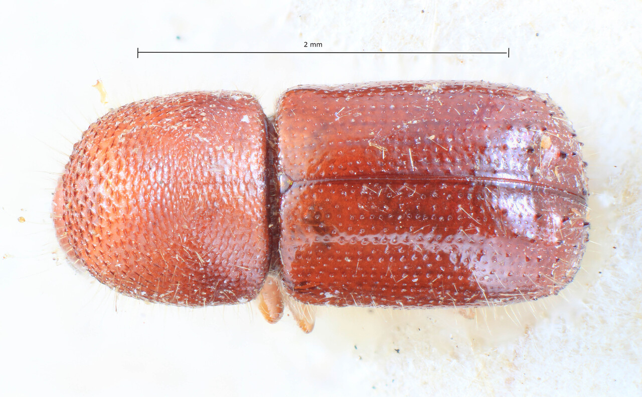 Genus / Species: Ambrosiodmus fraterculus | Image Author: TH Atkinson | Location: Madagascar, Madagascar (country / region) | Image Type: lectotype | Collection: Entomology