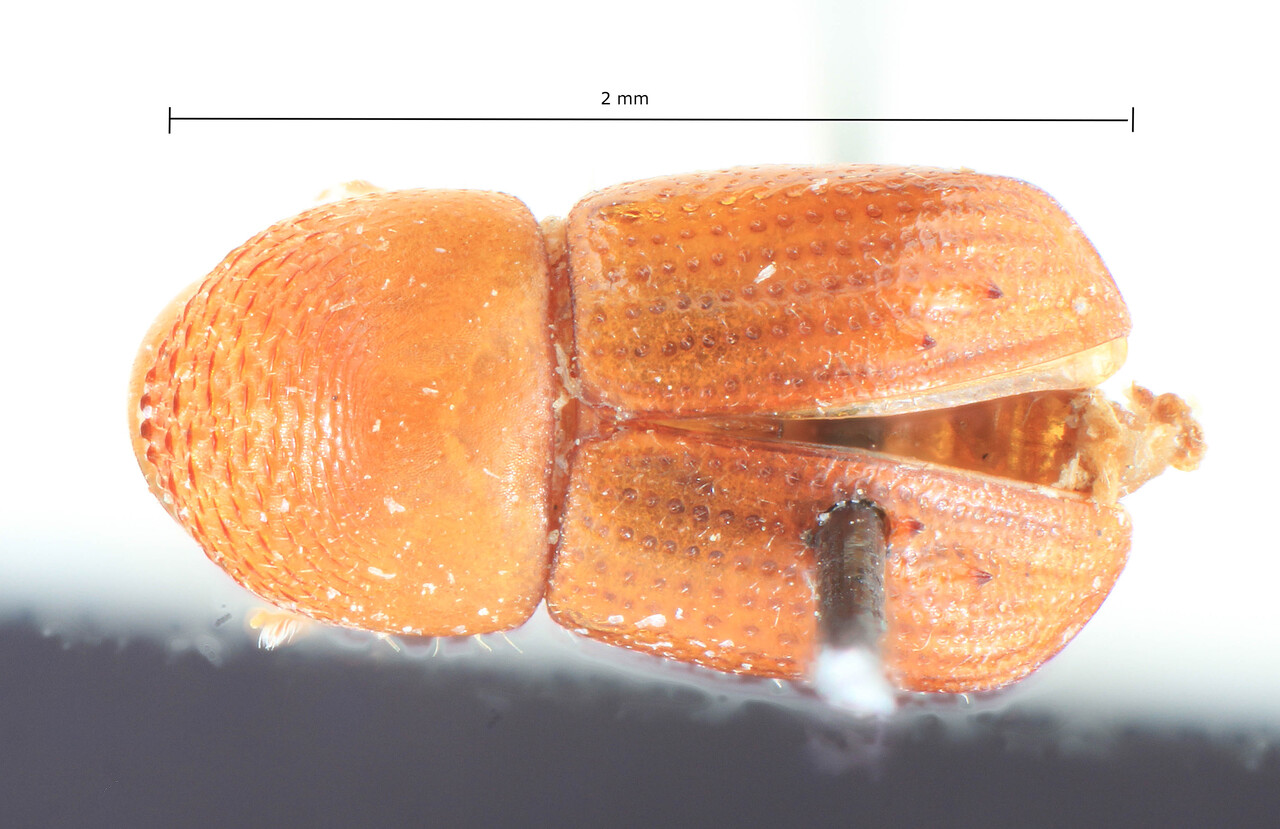 Genus / Species: Diuncus haberkorni | Image Author: TH Atkinson | Location: Tanzania, Amani | Image Type: lectotype | Collection: Entomology