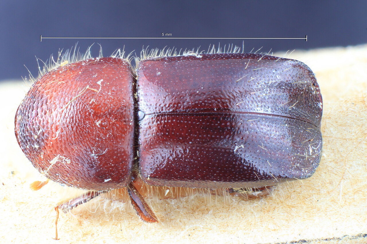 Genus / Species: Beaverium insulindicus | Image Author: TH Atkinson | Location: Papua New Guinea, 'südost, Paumonufloss' | Image Type: lectotype | Collection: Entomology