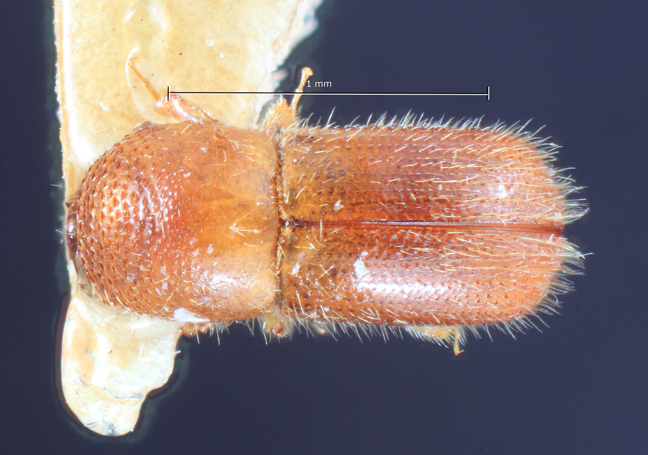 Genus / Species: Microperus intermedius | Image Author: TH Atkinson | Location: Papua New Guinea, New Britain, Ralum | Image Type: lectotype | Collection: Entomology