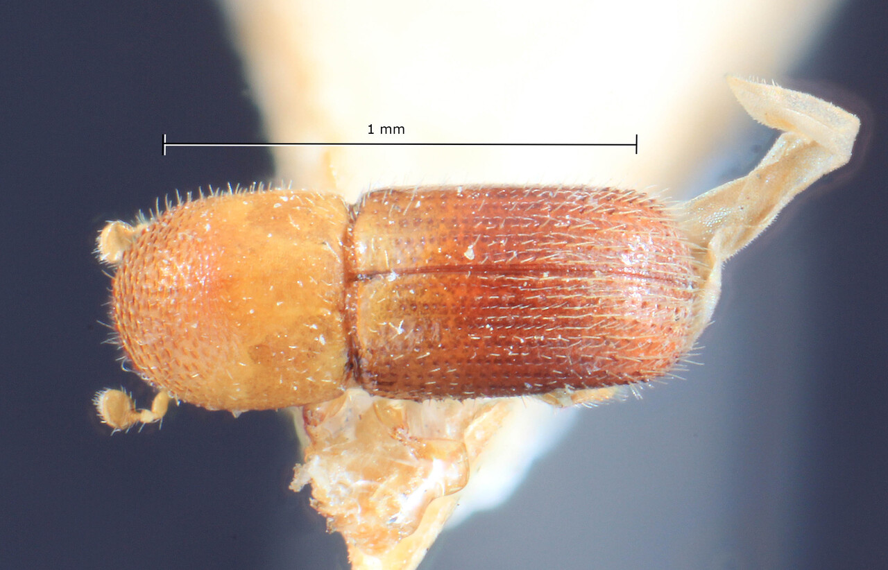 Genus / Species: Microperus parvus | Image Author: TH Atkinson | Location: Papua New Guinea, New Britain, Ralum | Image Type: lectotype | Collection: Entomology