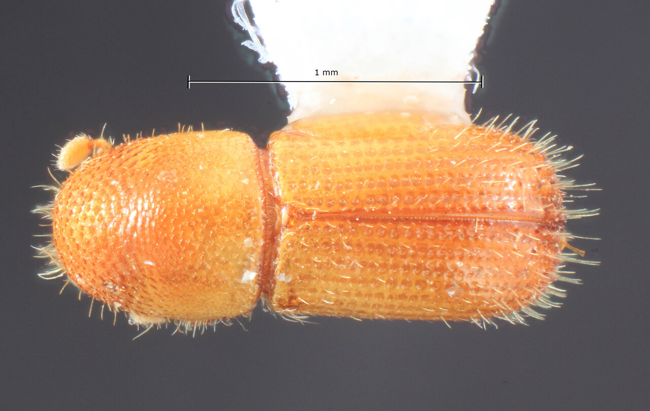 Genus / Species: Cyrtogenius lineatopunctatus | Image Author: TH Atkinson | Location: New Guinea, New Guinea | Image Type: holotype | Collection: Entomology